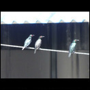 Rote Augen auch ohne Blitz